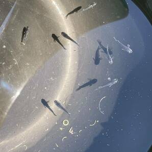 ミッドナイトフリル 体外光タイプ 垂水氏血統夢中メダカ直接仕入れ極上品種 稚魚5匹の画像5