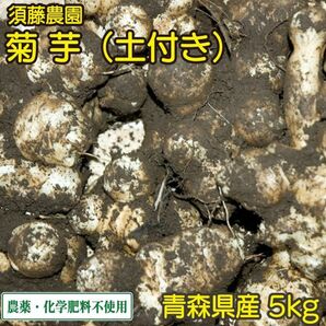 土付き 菊芋 5kg【須藤農園】農薬/化学肥料不使用の画像1