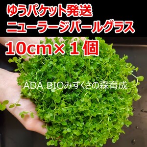 ニューラージパールグラス　１０ｃｍ×１個　ADA　水草　前景草　ゆうパケット発送