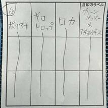 63 エケベリア 【今回でラスト】4品種12株セット【画像4枚目に品種名】【根付き トレーごと発送】【群生 特大】【多肉植物 観葉植物】_画像4