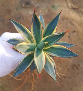 稀少【特選美株】 アガベ バーントバーガンディ錦 Agave Burnt Burgundy Variegata 斑入り 検索 アメリカーナ トランカータ パリー 