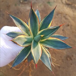 稀少【特選美株】 アガベ バーントバーガンディ錦 Agave Burnt Burgundy Variegata 斑入り 検索 アメリカーナ トランカータ パリー の画像1