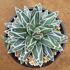 【子株3個付き】アガベ 笹の雪 Agave victoriae reginae ビクトリアレジーナ  検索 チタノタ 華厳 パリー アメリカーナ 斑入りの画像2