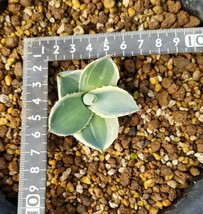 【確実本物 】Agave parryi var. truncata Orizaba アガベ パリー トランカータ オリザバ 検索 チタノタ アメリカーナトルンカーター_画像6