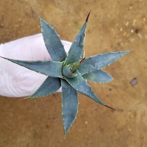 選抜 Agave utahensis var. eborispina アガベ ユタエンシス エボリスピナ 検索 チタノタ アメリカーナパリー トランカータの画像3