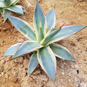 稀少【特選美株】 アガベ バーントバーガンディ錦 Agave Burnt Burgundy Variegata 斑入り 検索 アメリカーナ トランカータ パリー の画像3