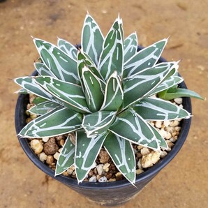 【子株3個付き】アガベ 笹の雪 Agave victoriae reginae ビクトリアレジーナ  検索 チタノタ 華厳 パリー アメリカーナ 斑入りの画像3