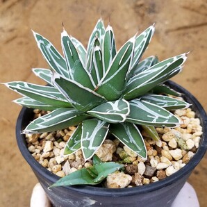 【子株3個付き】アガベ 笹の雪 Agave victoriae reginae ビクトリアレジーナ  検索 チタノタ 華厳 パリー アメリカーナ 斑入りの画像5