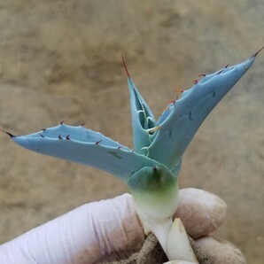 アガベ パラサナ ミートクロウ agave parrasana MeatClaw 検索 チタノタ 華厳 パリー アメリカーナの画像6