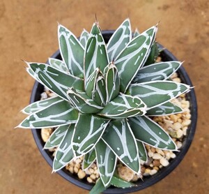 【子株3個付き】アガベ 笹の雪 Agave victoriae reginae ビクトリアレジーナ 　検索 チタノタ 華厳 パリー アメリカーナ　斑入り