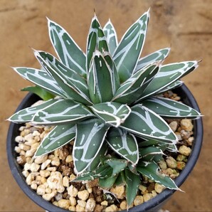 【子株3個付き】アガベ 笹の雪 Agave victoriae reginae ビクトリアレジーナ  検索 チタノタ 華厳 パリー アメリカーナ 斑入りの画像4