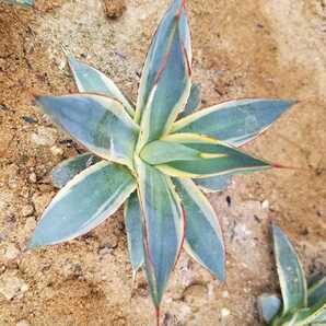 稀少【特選美株】 アガベ バーントバーガンディ錦 Agave Burnt Burgundy Variegata 斑入り 検索 アメリカーナ トランカータ パリー の画像5