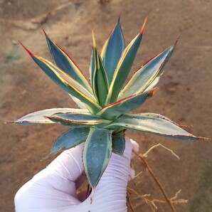 稀少【特選美株】 アガベ バーントバーガンディ錦 Agave Burnt Burgundy Variegata 斑入り 検索 アメリカーナ トランカータ パリー の画像3