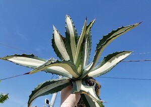  Runner 8 piece attaching [ special selection large stock ] agave America -na.. white middle .agaveme Dio pikta Alba . entering search chitanota Paris -