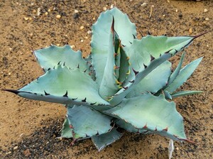 ティマーグ【稀少 ハイブリッド】TiMarg チタマル アガベ チタノタ マルガリータ Agave hybrid Titanota × Margaritae 検索 華厳 パリー 