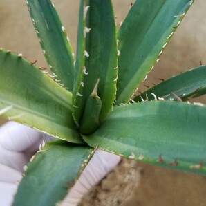 良血特選 アガベ チタノタ ナンバーワン錦 斑入り Agave titanota No.1 Nishiki 検索 アメリカーナ パリー トランカータ スナグルトゥース の画像7