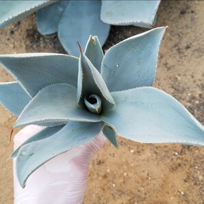 アガベ ピグマエア ドラゴントゥース Agave pygmaea Dragontoes カキ子株 検索 チタノタ 華厳 パリー トランカータの画像7