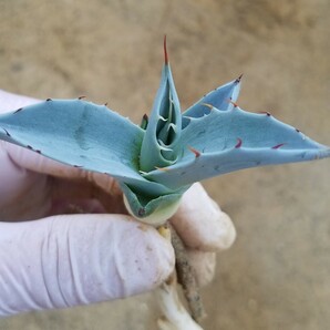 アガベ パラサナ ミートクロウ agave parrasana MeatClaw 検索 チタノタ 華厳 パリー アメリカーナの画像4