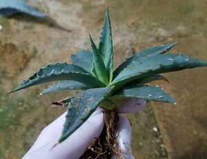 選抜 Agave utahensis var. eborispina アガベ ユタエンシス エボリスピナ 検索 チタノタ アメリカーナパリー トランカータ