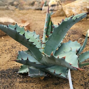 ティマーグ【稀少 ハイブリッド】TiMarg チタマル アガベ チタノタ マルガリータ Agave hybrid Titanota × Margaritae 検索 華厳 パリー の画像2