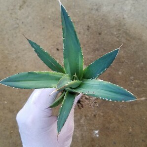 良血特選 アガベ チタノタ ナンバーワン錦 斑入り Agave titanota No.1 Nishiki 検索 アメリカーナ パリー トランカータ スナグルトゥース の画像3