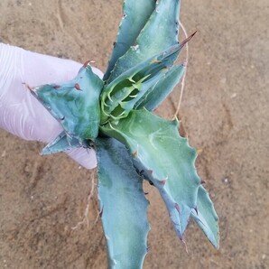 ティマーグ【稀少 ハイブリッド】TiMarg チタマル アガベ チタノタ マルガリータ Agave hybrid Titanota × Margaritae 検索 華厳 パリー の画像5