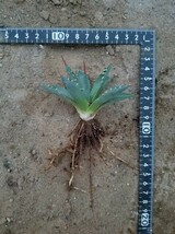 陽炎 選抜 Agave utahensis var. eborispina アガベ ユタエンシス エボリスピナ 検索 チタノタ アメリカーナパリー トランカータ_画像3