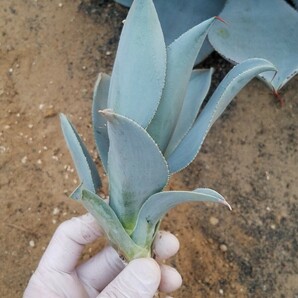 アガベ ピグマエア ドラゴントゥース Agave pygmaea Dragontoes カキ子株 検索 チタノタ 華厳 パリー トランカータの画像9