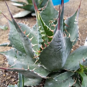 アガベ パラサナ ミートクロウ agave parrasana MeatClaw 検索 チタノタ 華厳 パリー アメリカーナの画像1