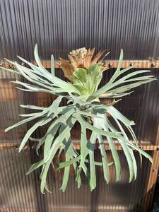 P.Pegasus Pegasus stock minute . stock board attaching . staghorn fern ⑤