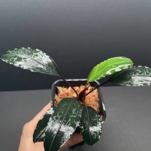 ブセファランドラ モトレイアーナPadawan 濃緑尖り葉 Bucephalandra の画像4