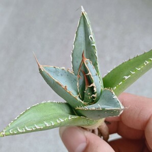 【飛竜園】F-484 特選 アガベ チタノタ 帝君 agave emperor 極上 強棘 狂刺 背棘 極上株 激レア の画像1