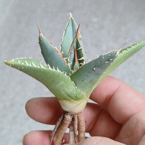 【飛竜園】F-484 特選 アガベ チタノタ 帝君 agave emperor 極上 強棘 狂刺 背棘 極上株 激レア の画像6