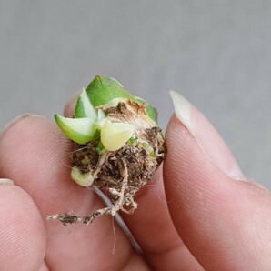 【飛竜園】F-492 多肉植物 アガベ ピンキー 王妃笹の雪A型 白覆輪斑 稀少子株 の画像7