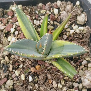 【飛竜園】F-689 特選 アガベ チタノタ 帝君錦 覆輪斑 agave emperor 強棘 狂刺 背棘 極上株 激レア 発根済