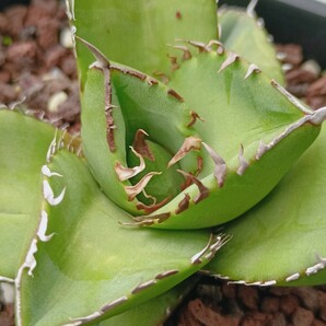 【飛竜園】F-209 特選 アガベ チタノタ柊月 agave titanota holly moon 極上株の画像5