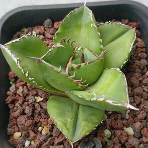 【飛竜園】F-209 特選 アガベ チタノタ柊月 agave titanota holly moon 極上株の画像1