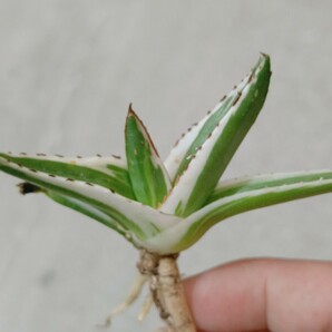 【飛竜園】F-429 多肉植物 アガベ 丸叶 氷山 極上子株 の画像1