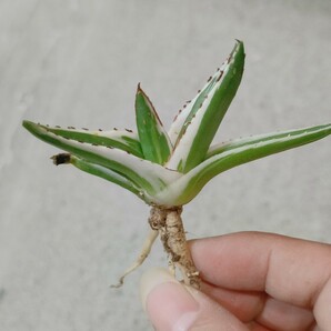 【飛竜園】F-429 多肉植物 アガベ 丸叶 氷山 極上子株 の画像5