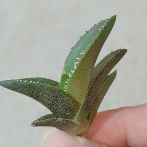 【飛竜園】F-457 特選 アガベ チタノタ 緑幽霊Green Ghost 極上希少子株の画像1