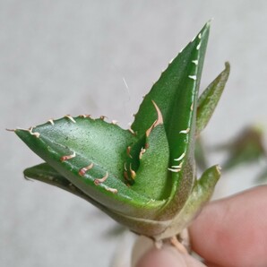 【飛竜園】F-627 特選 多肉植物 アガベ チタノタ 白火焔 強棘 極上子株15株の画像3