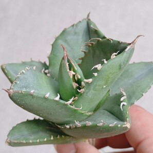 【飛竜園】F-657 特選 アガベ チタノタ柊月 agave titanota holly moon 極上株の画像1