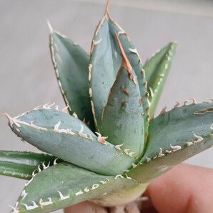 【飛竜園】F-659 特選 アガベ チタノタ 帝君 agave emperor 極上 強棘 狂刺 背棘 極上株 激レア の画像3