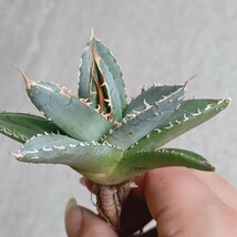 【飛竜園】F-659 特選 アガベ チタノタ 帝君 agave emperor 極上 強棘 狂刺 背棘 極上株 激レア _画像6