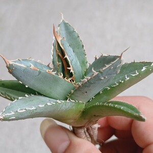 【飛竜園】F-659 特選 アガベ チタノタ 帝君 agave emperor 極上 強棘 狂刺 背棘 極上株 激レア 