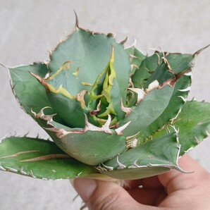 【飛竜園】F-682 多肉植物 アガベ agave チタノタ 強棘 狂棘 霸王竜 極上株の画像1