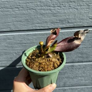 Sarracenia purpurea 'Switzerland' サラセニア 食虫植物の画像3