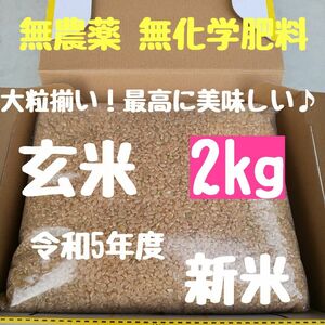 大幅値下げ中【大粒揃い】無農薬 無化学肥料 除草剤不使用 ヒノヒカリ 玄米