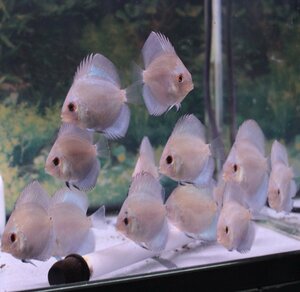  Ocean green 10 pcs set 4 month 28 until the day. delivery limitation discus ( tropical fish )