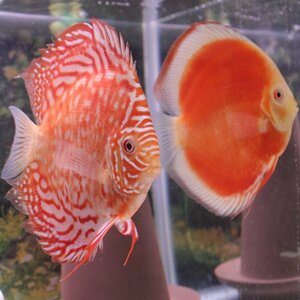 アルビノ　ペアー　４月２８日までのお届け限定　ディスカス(熱帯魚)